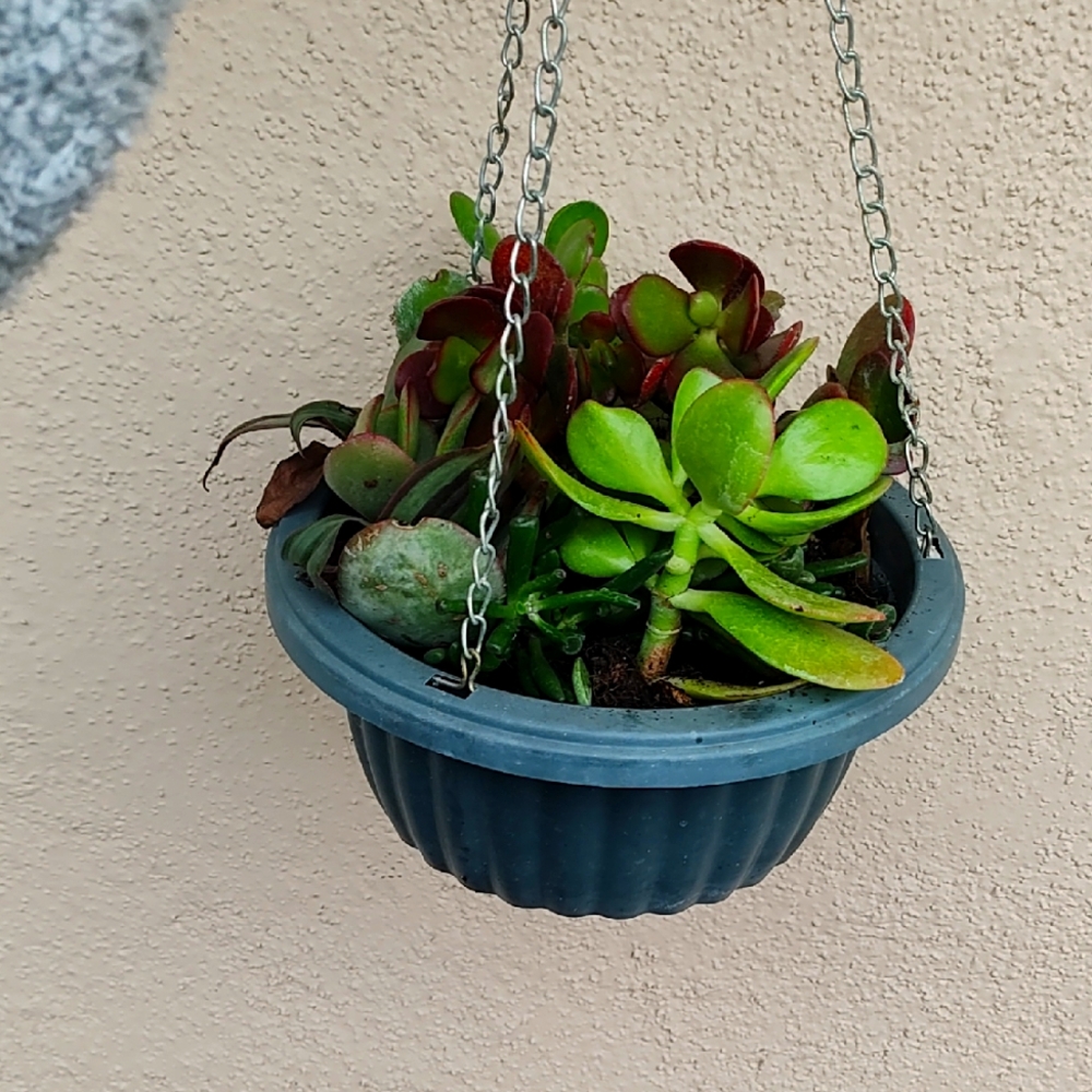 Succulent Variety Bundle